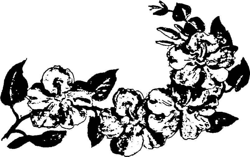 s/w-Grafik: Kirschblütenzweig