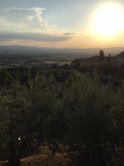 Olivenhain von Santa Chiara mit Blick auf die umbrische Ebene (vor dem Stadttor)