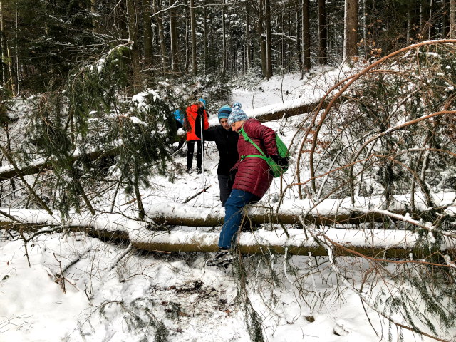 Überwinden umgefallener Bäume (2) am 12.02.2020 um 10:02 in der Nähe von Diendorf auf 858 Metern