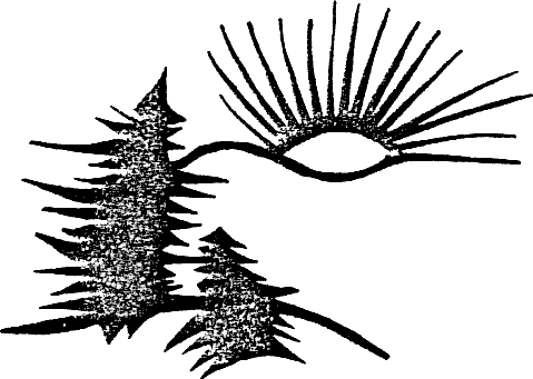 s/w-Grafik: Sonnenaufgang hinter Tannenhügeln