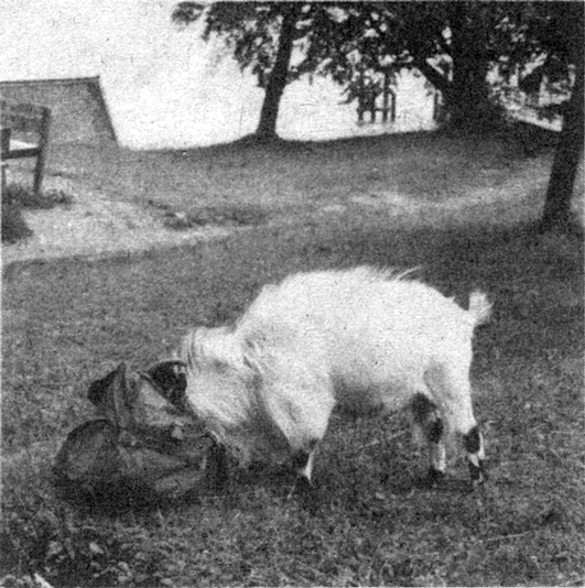 s/w-Foto: Ein Geißbock frisst aus dem Rucksack die Jause weg