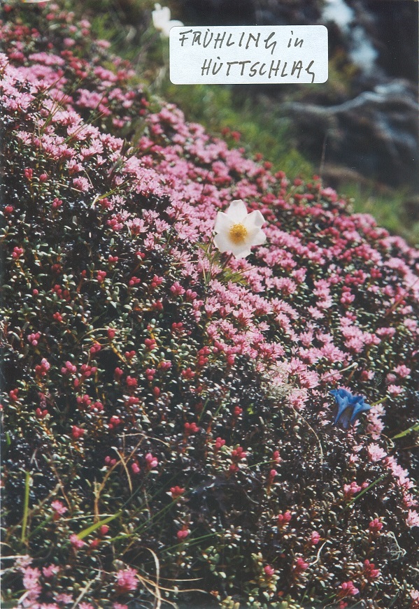 Frühlingsblumen in Hüttschlag im Juni 2008