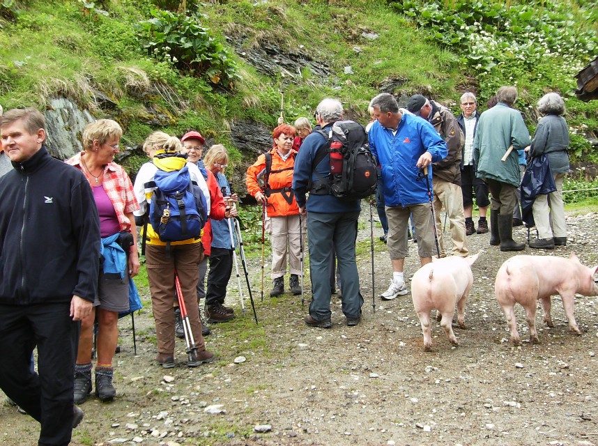 Hausschweine der Harbachalm vor der Gruppe