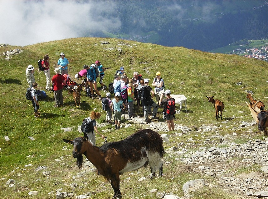 Pause mit Bergziegen