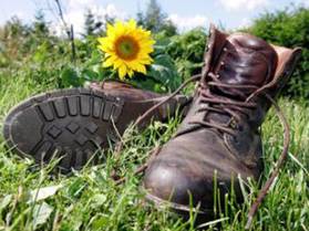 Wanderschuhe auf Wiese mit Sonnenblume Wanderschuhe auf Wiese mit Sonnenblume