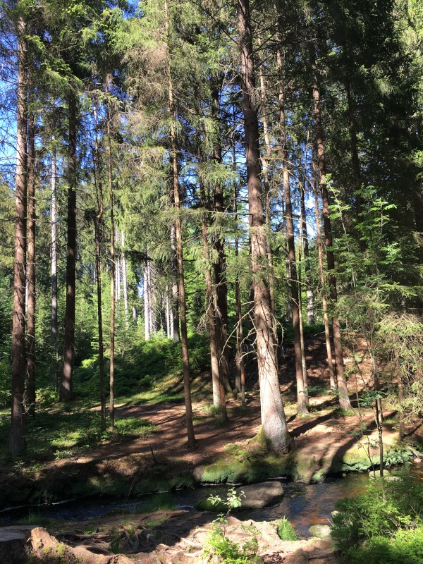 Wald-Blick zum Jungen Main im Fichtelgebirge